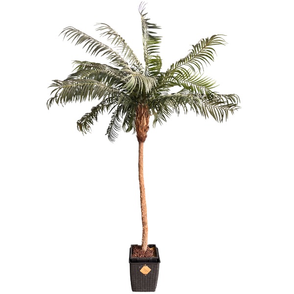 palmboom-groot-huren-griekspoorfeestverhuur palmboom-groot-huren-griekspoorfeestverhuur